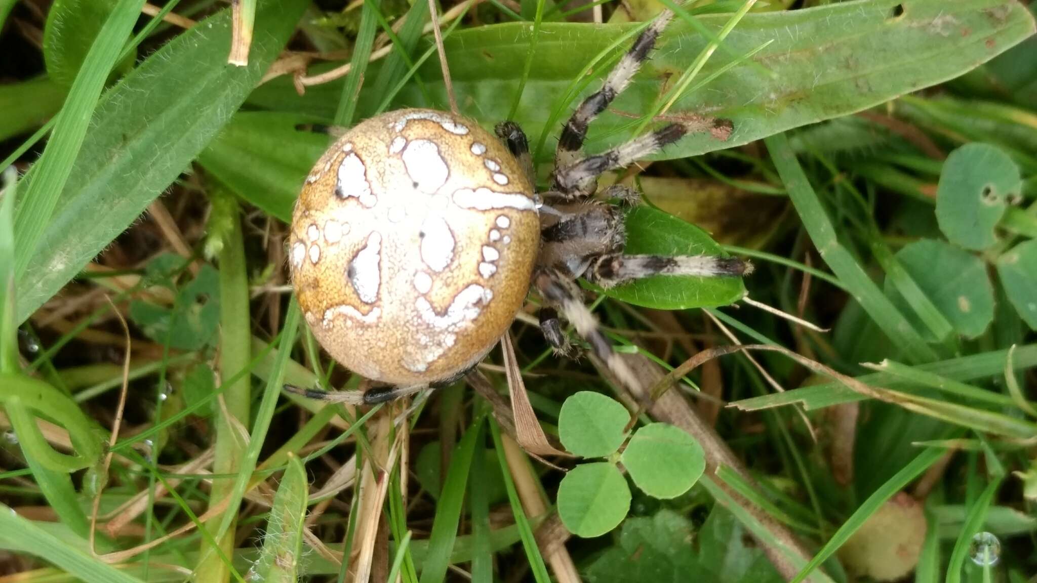 Image of Araneus quadratus Clerck 1757