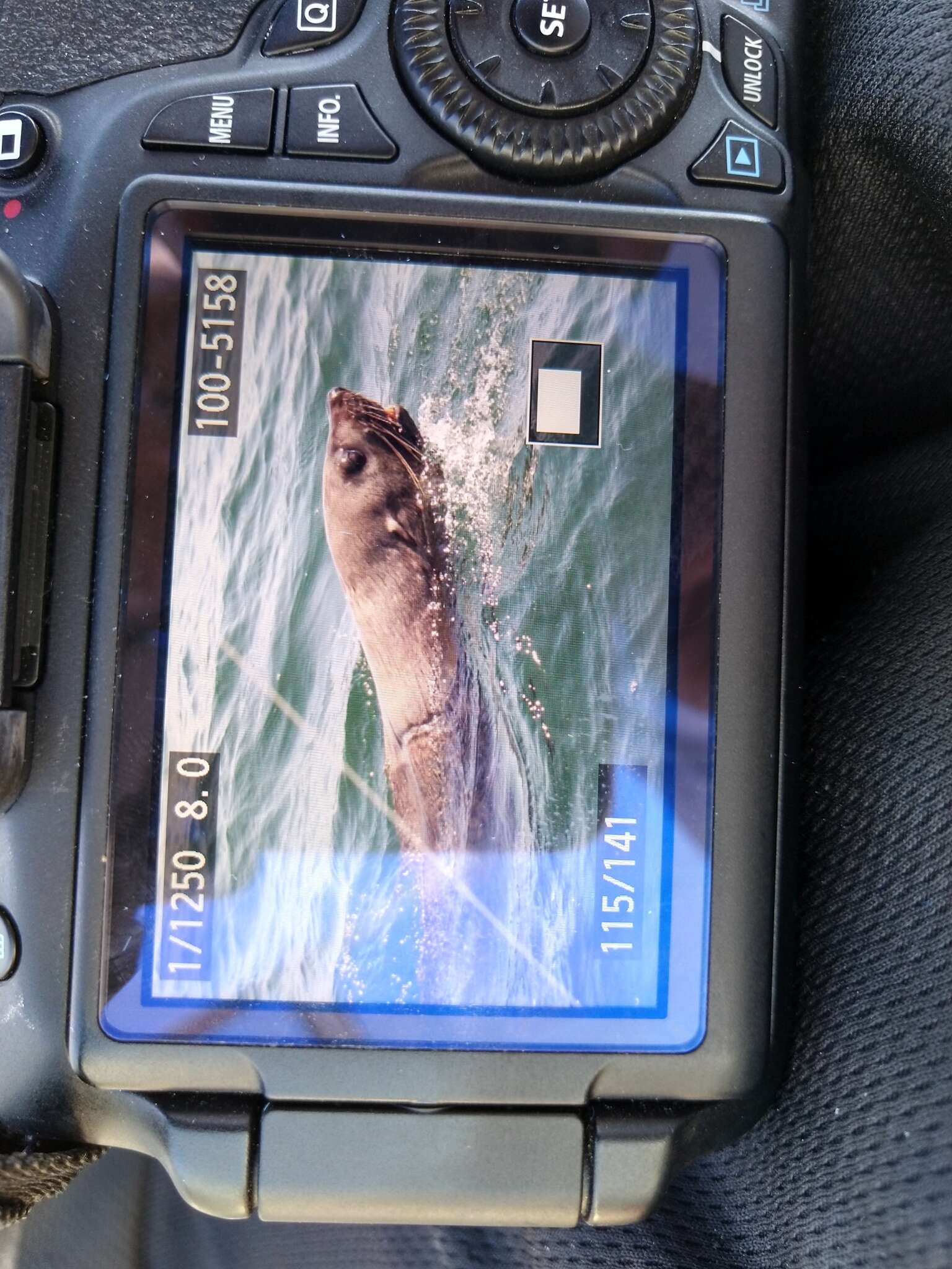 Image of Afro-Australian Fur Seal