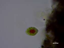 Image of Haematococcus lacustris