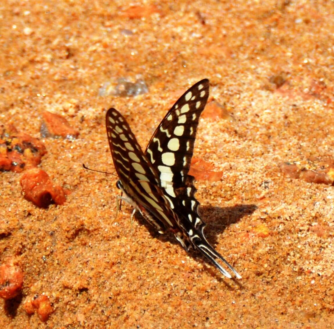 Graphium porthaon (Hewitson 1865)的圖片