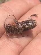 Niphona picticornis Mulsant 1839的图像