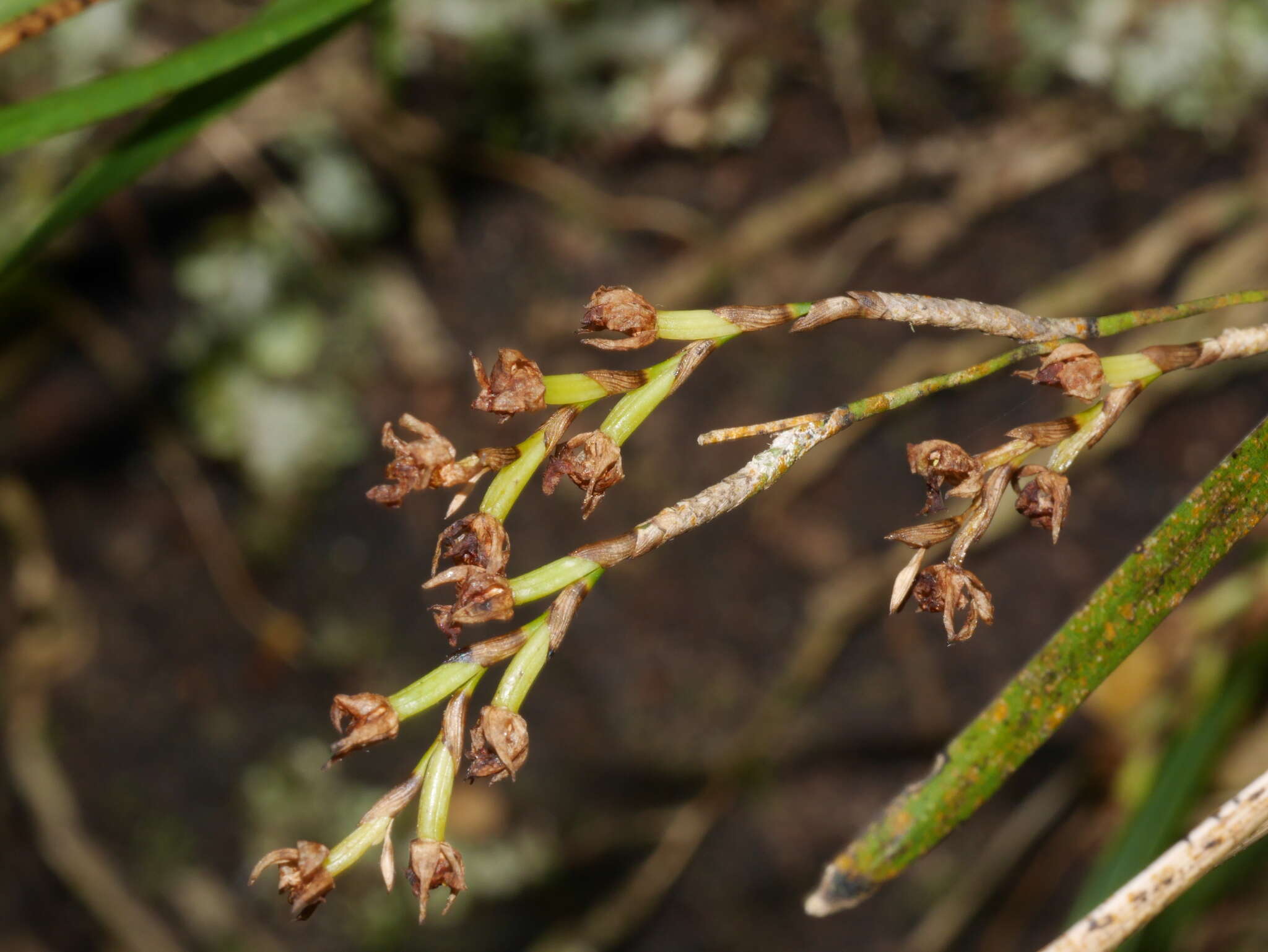 Plancia ëd Earina mucronata Lindl.