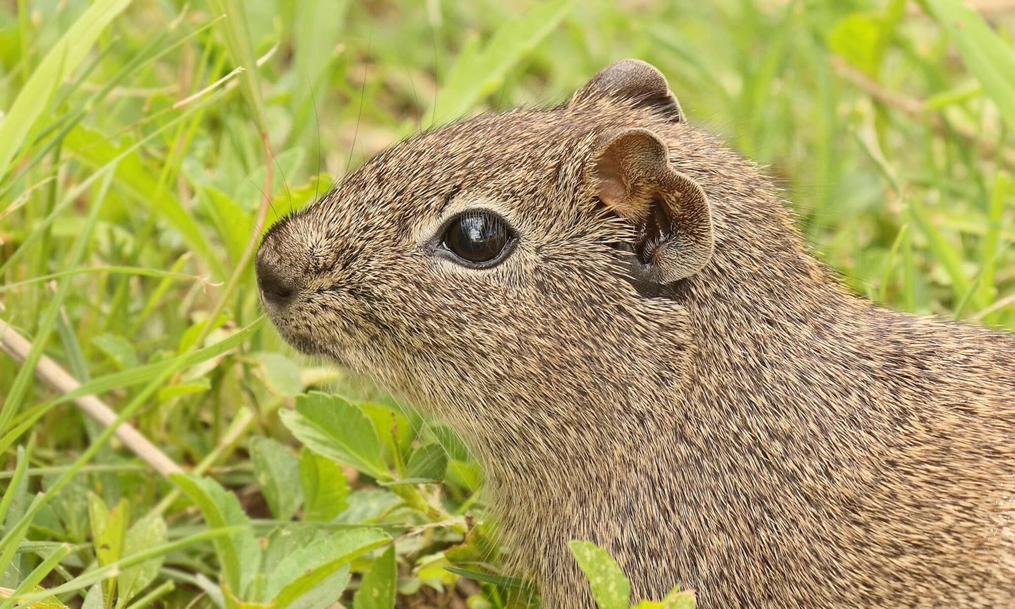 صورة Galea leucoblephara Burmeister 1861