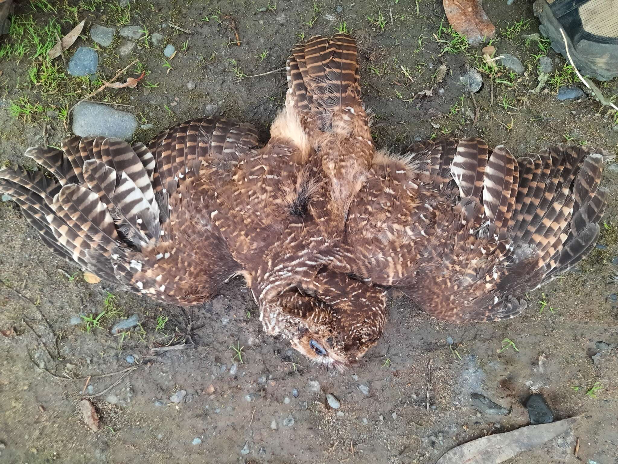 Image of Rufous-legged Owl