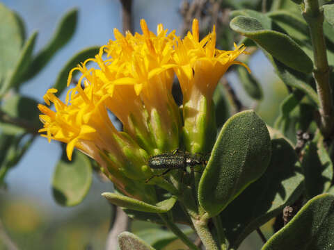 Image de Pteronia divaricata (Berg.) Less.