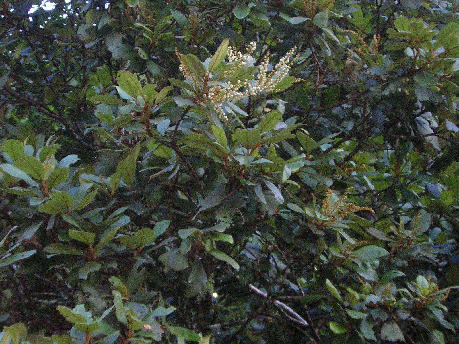 Image of Clethra purpusii L. M. González