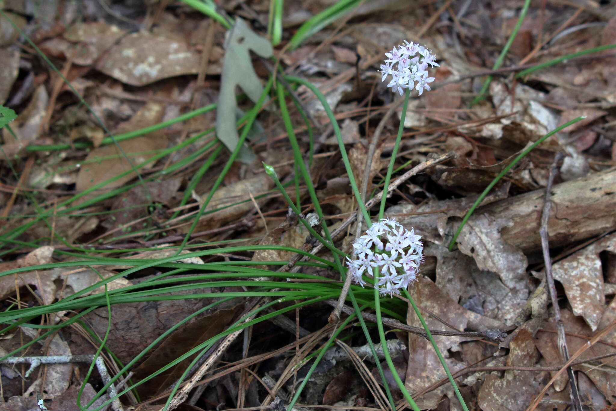 Image of meadow garlic