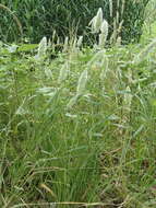 Image de Polypogon de Montpellier