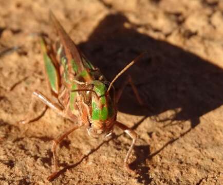 Image of Australian plague locust