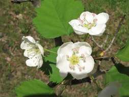 Слика од Crataegus pruinosa var. dissona (Sarg.) J. B. Phipps