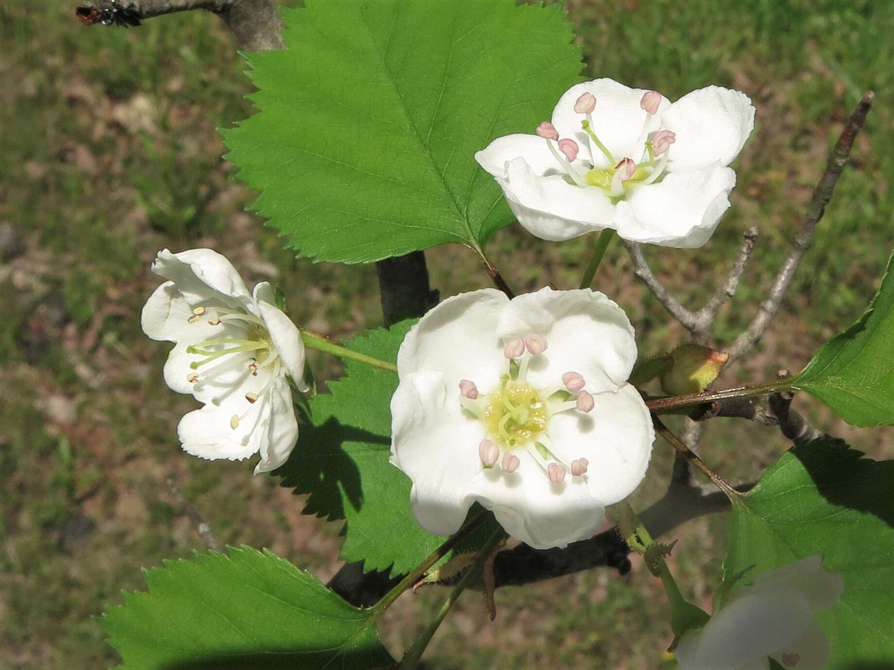 Imagem de Crataegus pruinosa var. dissona (Sarg.) J. B. Phipps