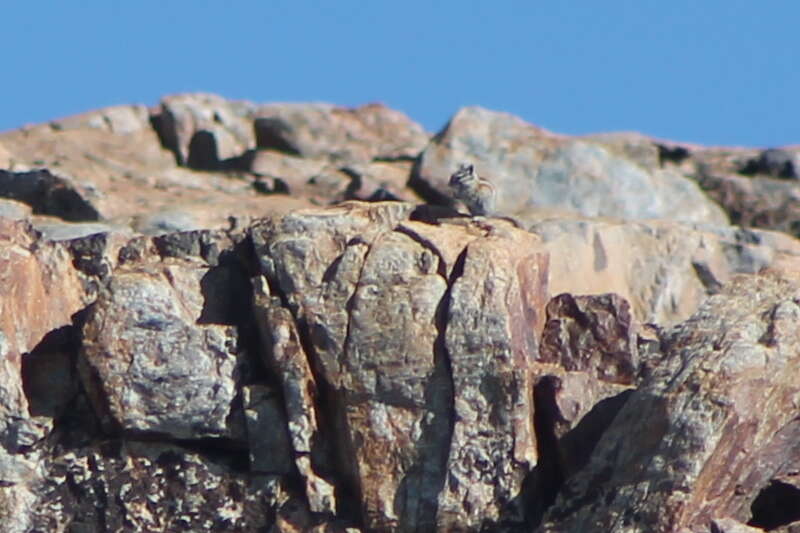 Image of Alpine Chipmunk