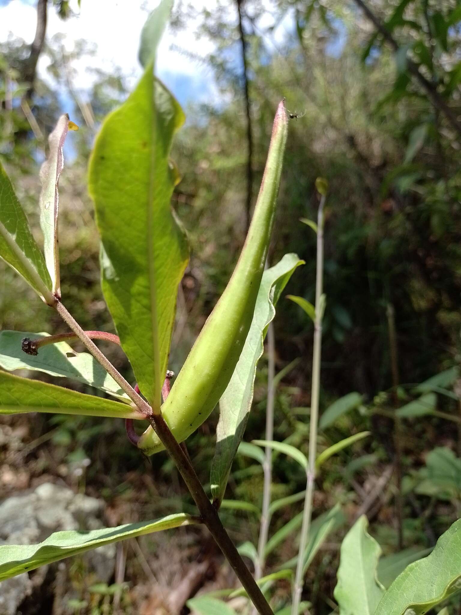 Image de Asclepias pratensis Benth.