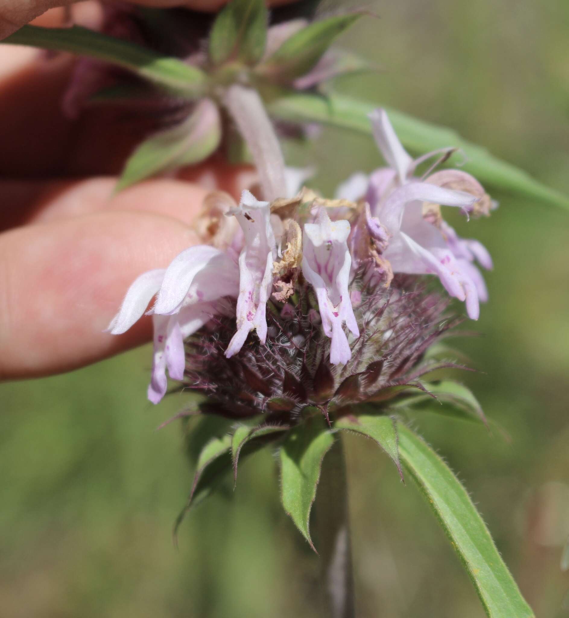 Image of basil beebalm