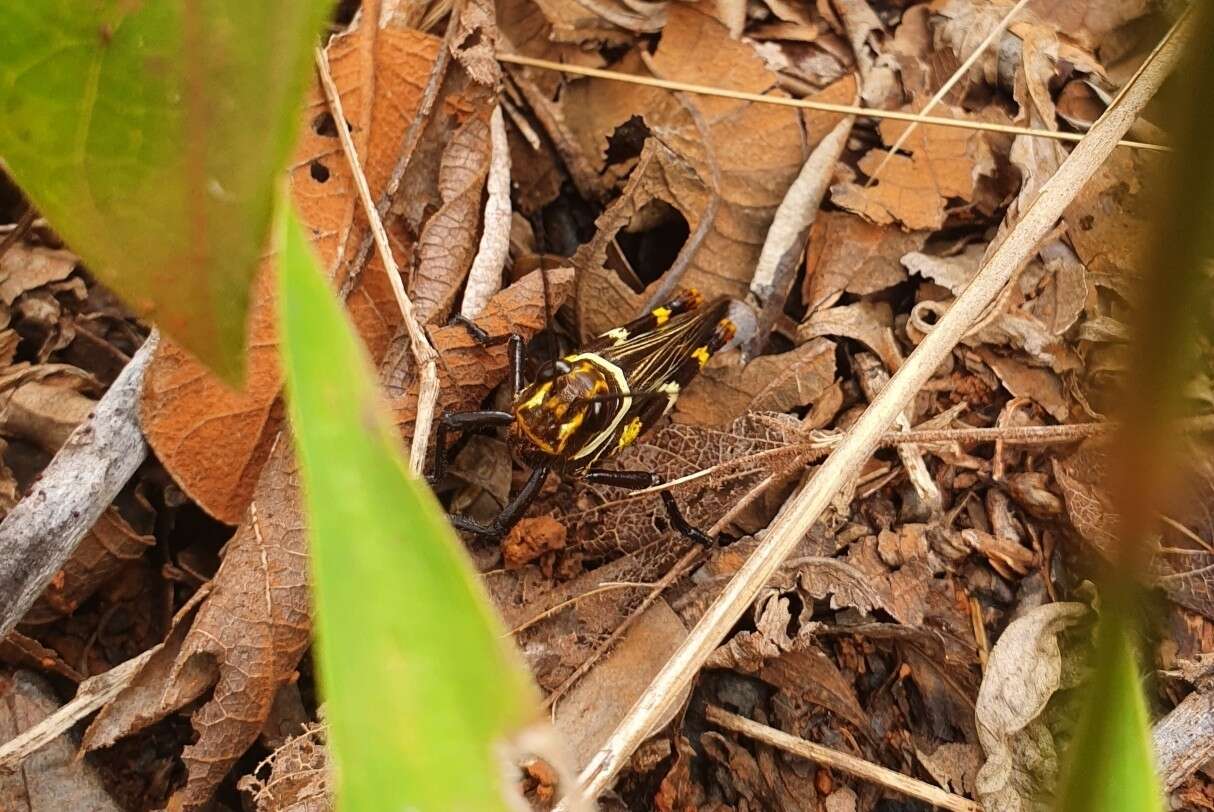 Image de Zoniopoda exilipes Bruner & L. 1906