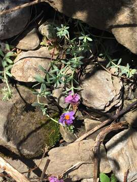 Image of Alpine toadflax