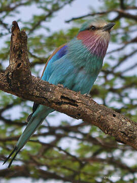 Image of Coracias caudatus lorti Shelley 1885