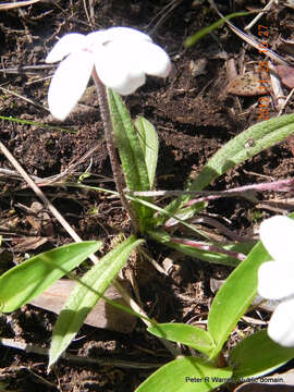 Image of Rhodohypoxis baurii var. baurii