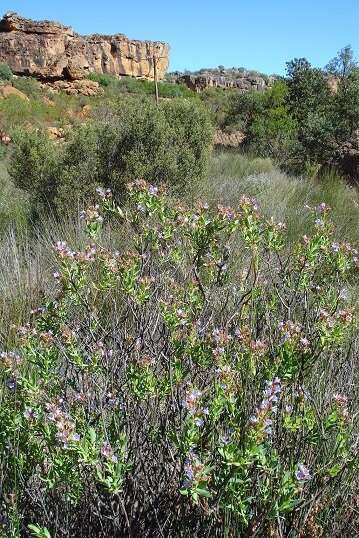 Lobostemon laevigatus (L.) Buek resmi