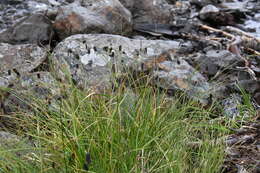 Image of Russet sedge