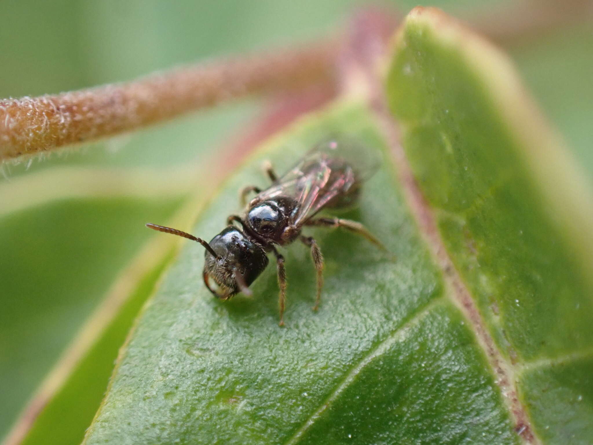 Lasioglossum lionotum (Sandhouse 1923)的圖片