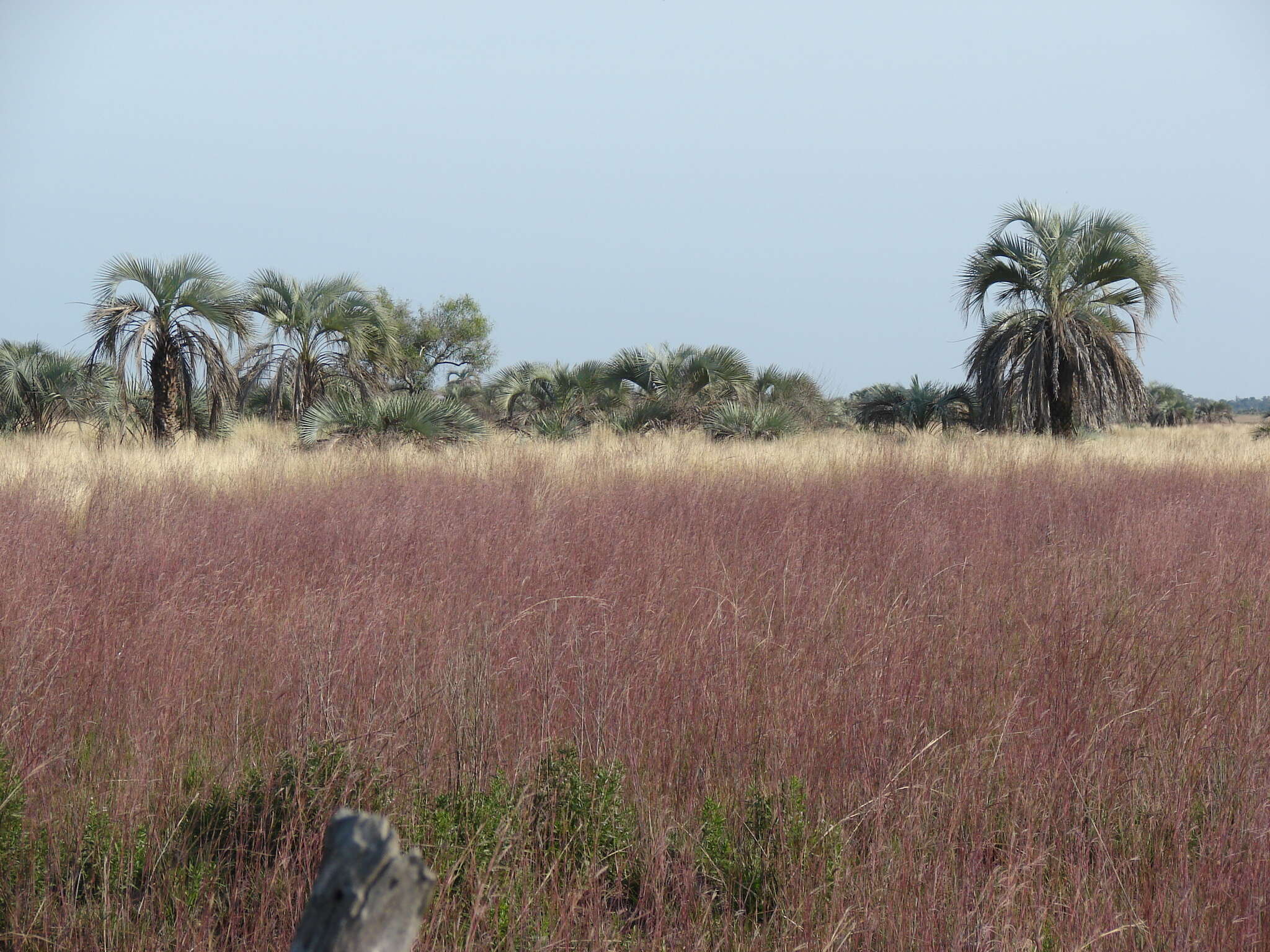 Plancia ëd Andropogon lateralis Nees