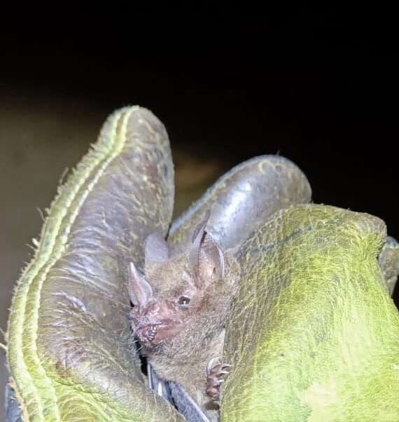 Image of Chestnut Short-tailed Bat