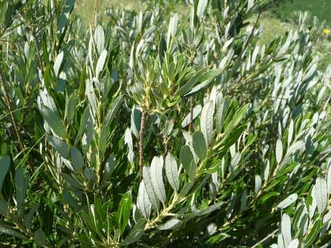 Image of prairie willow