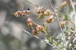 Image of California indigobush