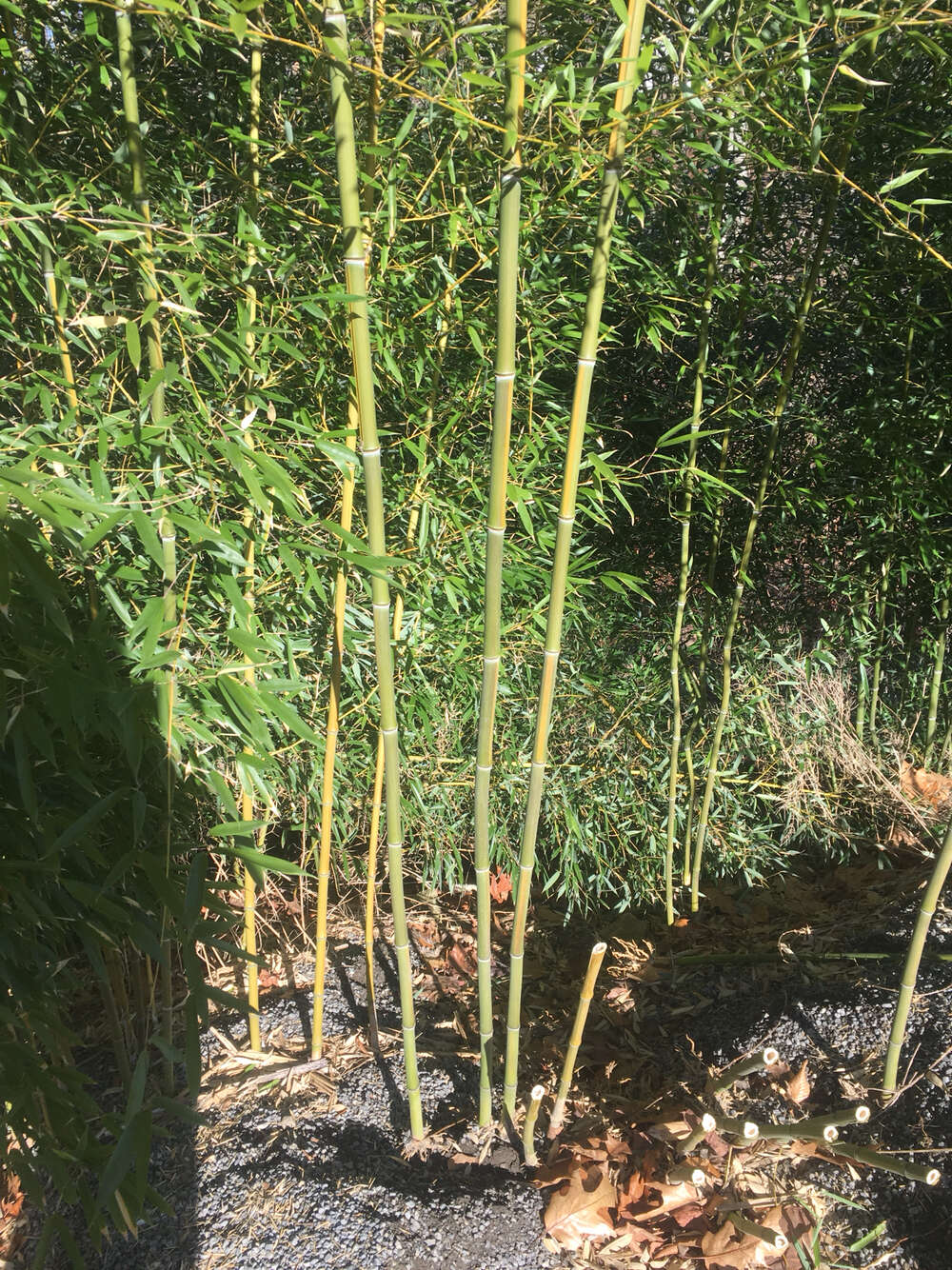 Image of yellow grove bamboo