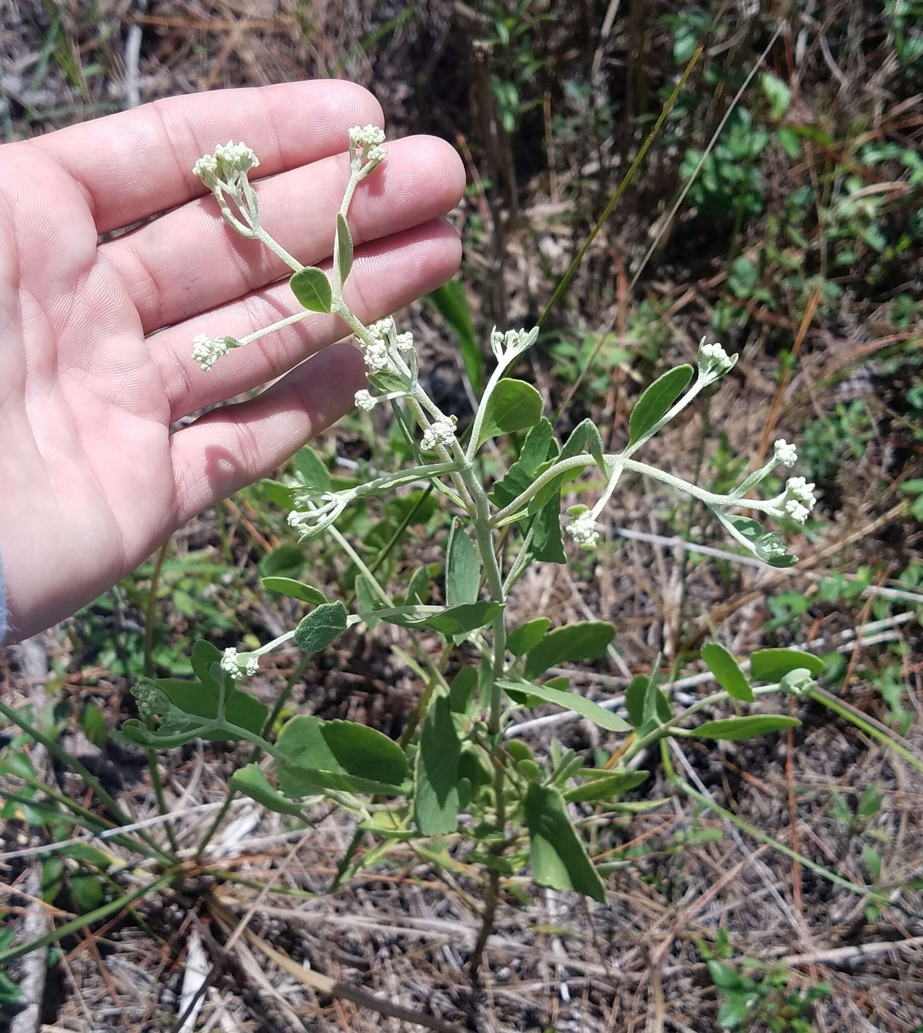 Image of semaphore thoroughwort