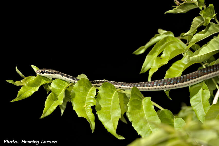 صورة Dendrelaphis subocularis (Boulenger 1888)