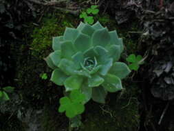 Image of hens and chicks