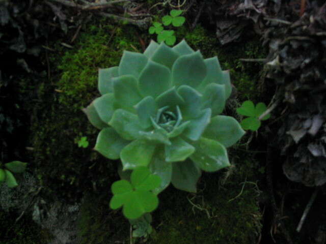 Image of hens and chicks