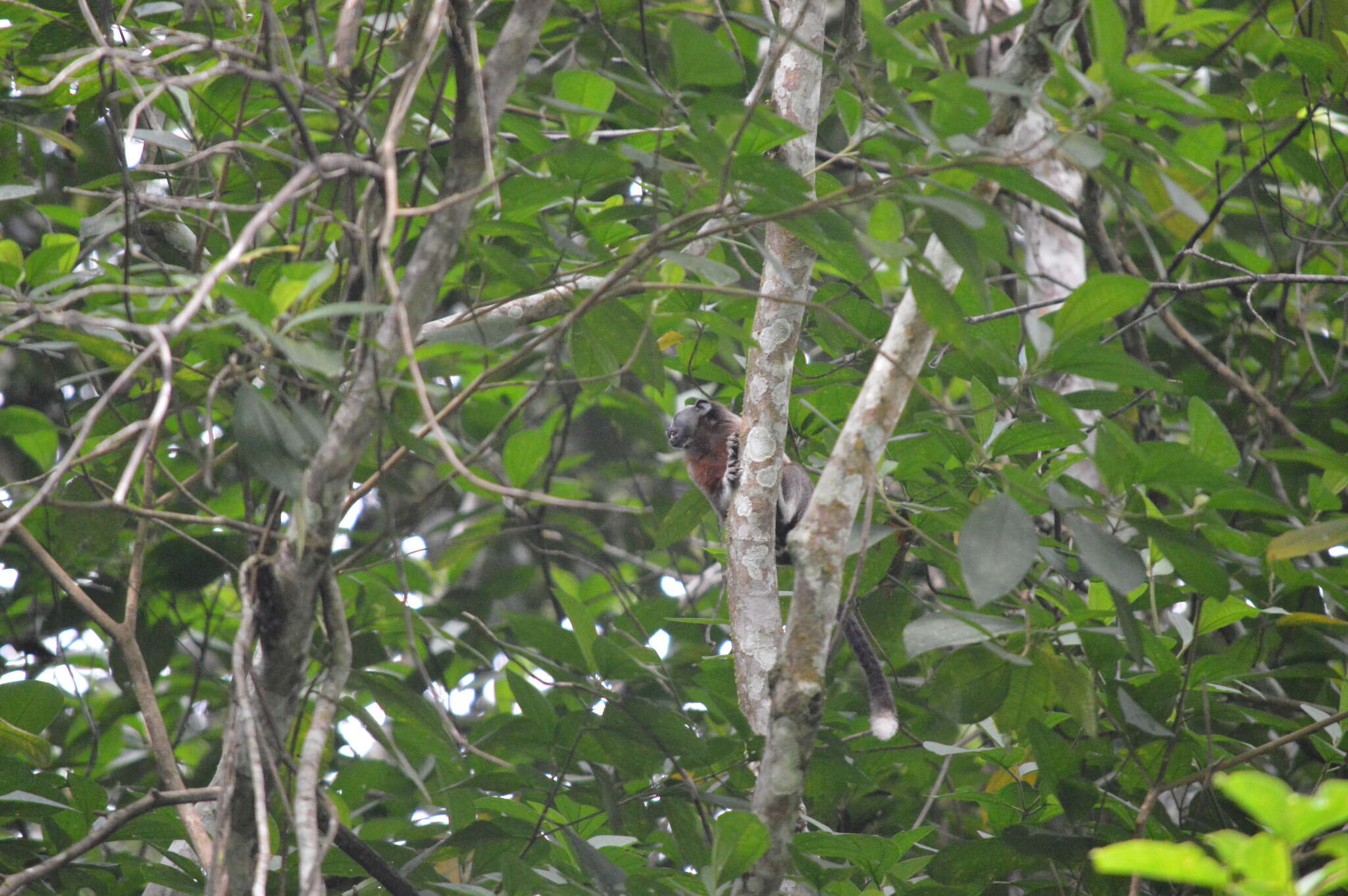 Image of Silvery-brown Bare-face Tamarin