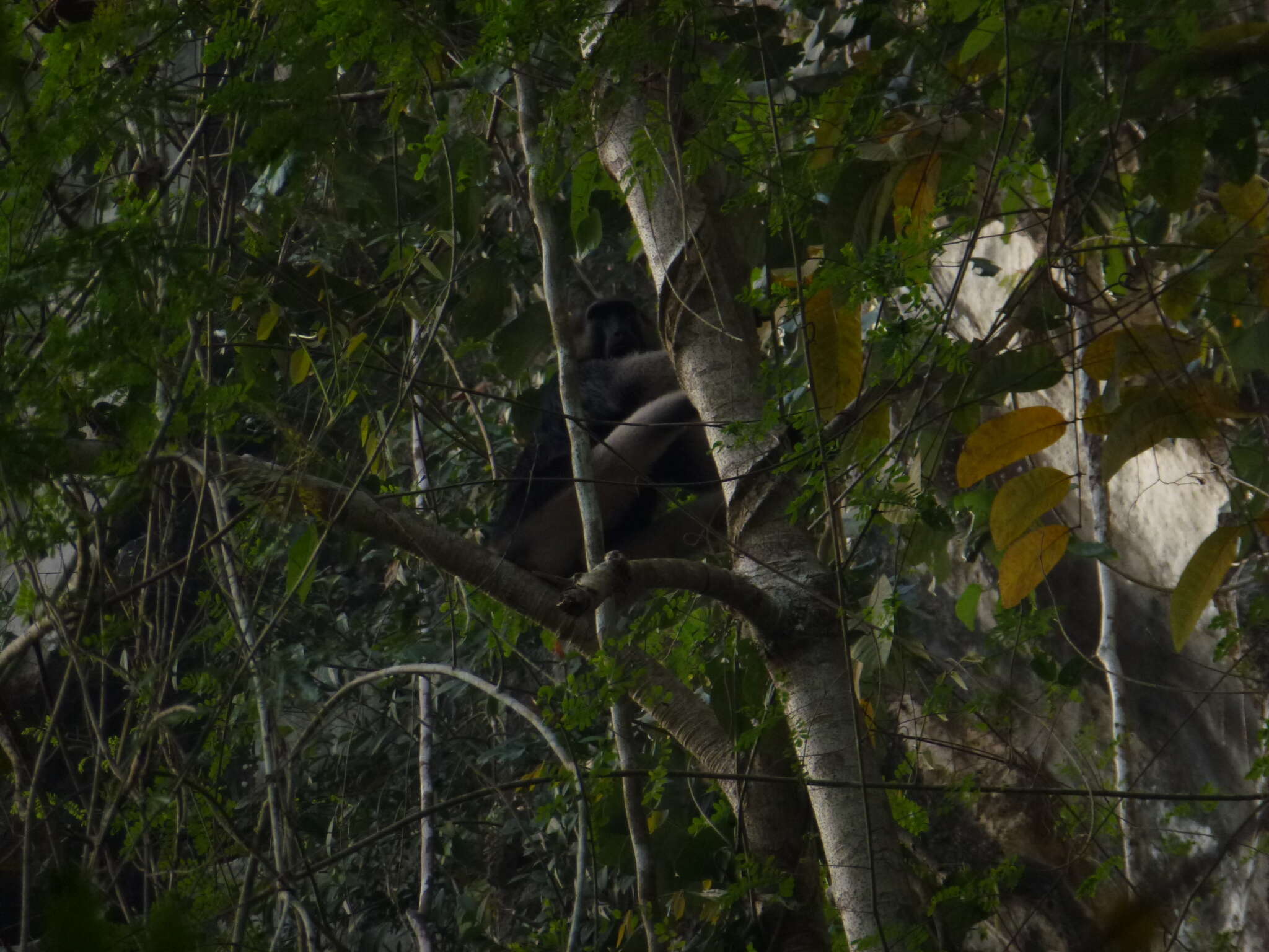 Image of Booted Macaque