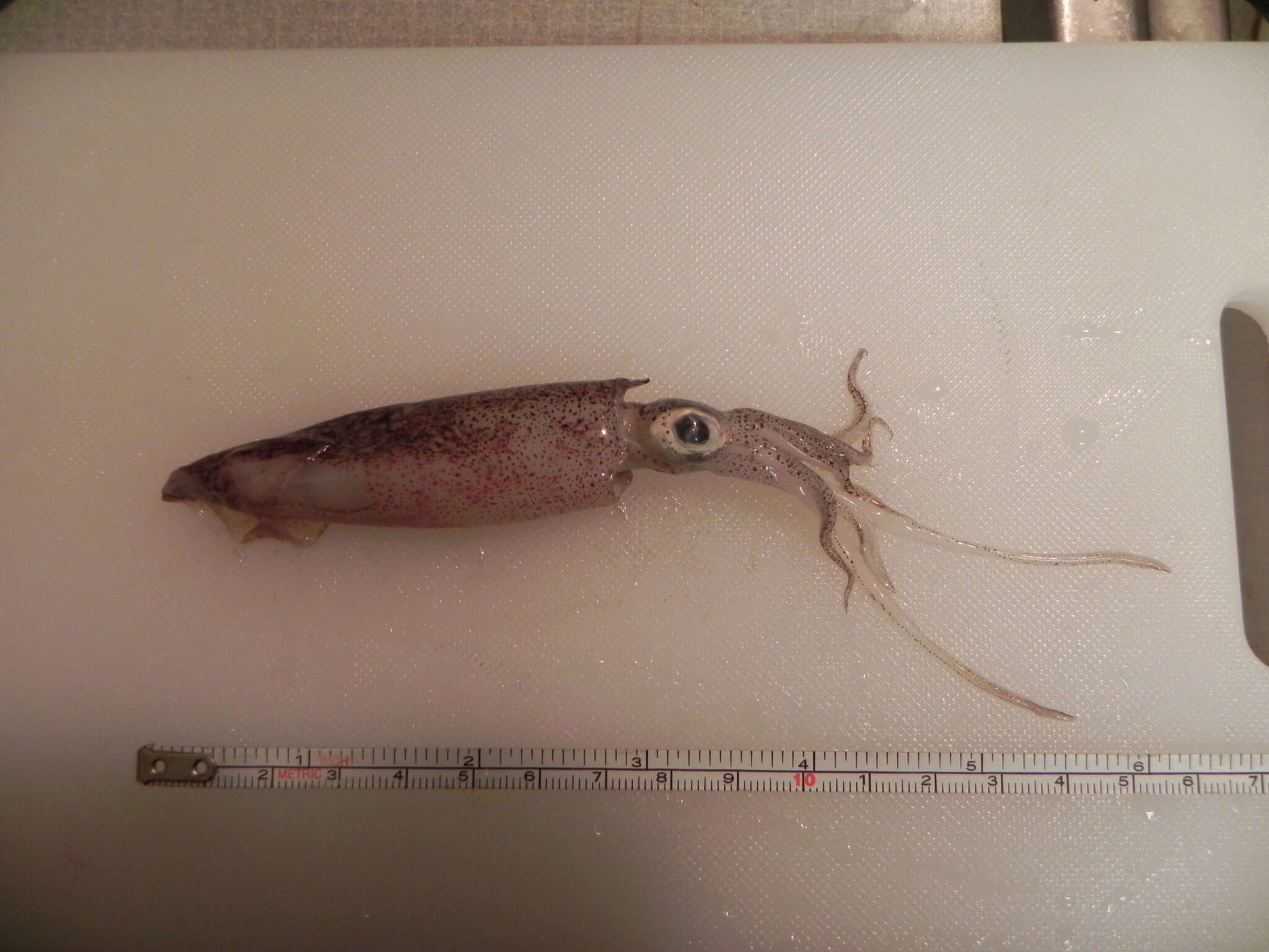 Image of Opalescent Inshore Squid