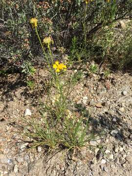 Image of rincon rubberweed