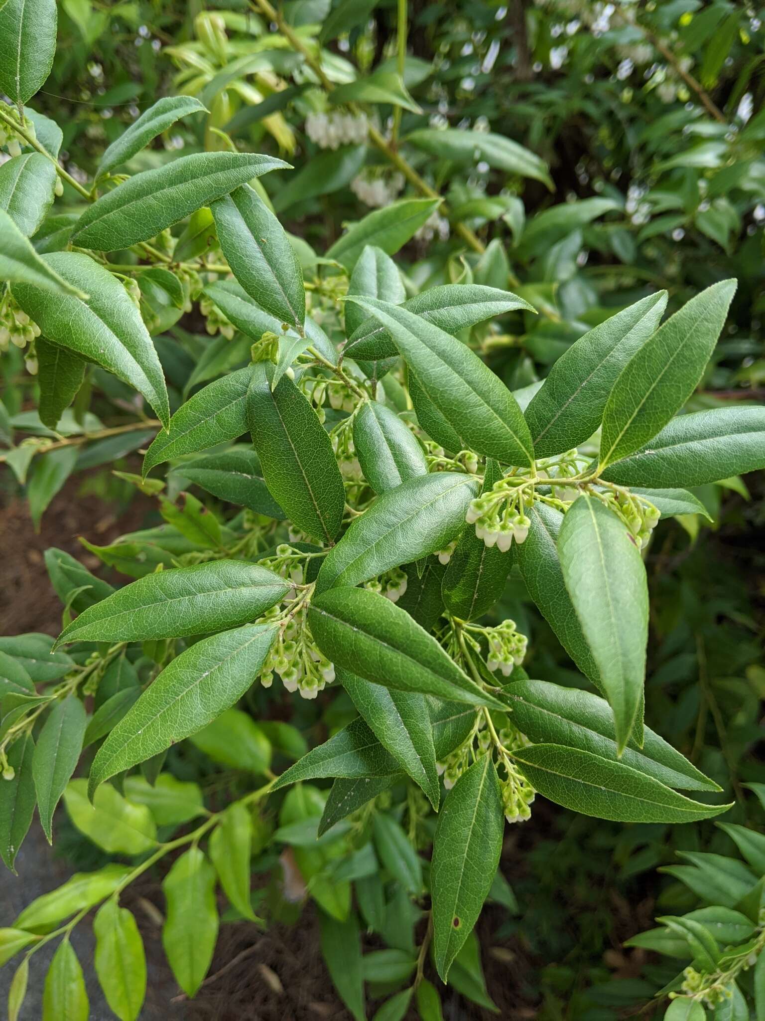 Image of Florida hobblebush