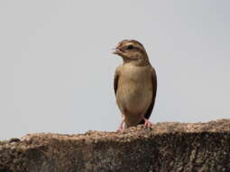 Image of Red-headed Quelea