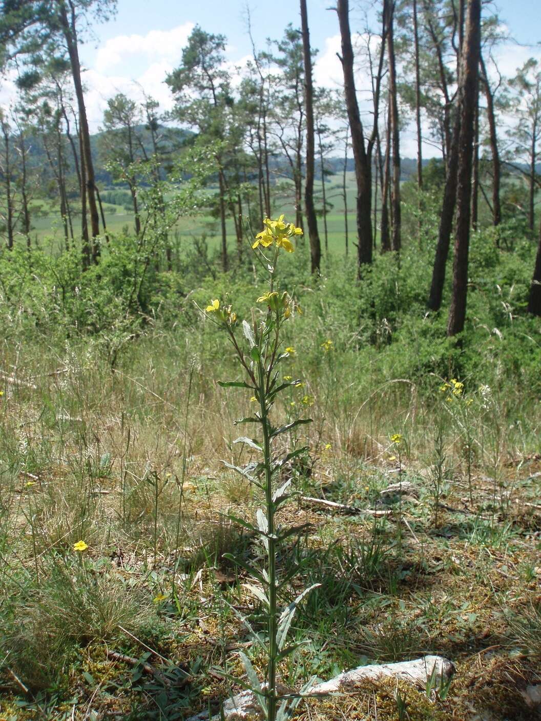 Image of smelly wallflower