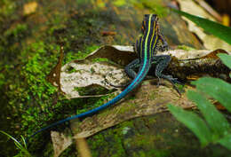 Image of Four-lined Ameiva