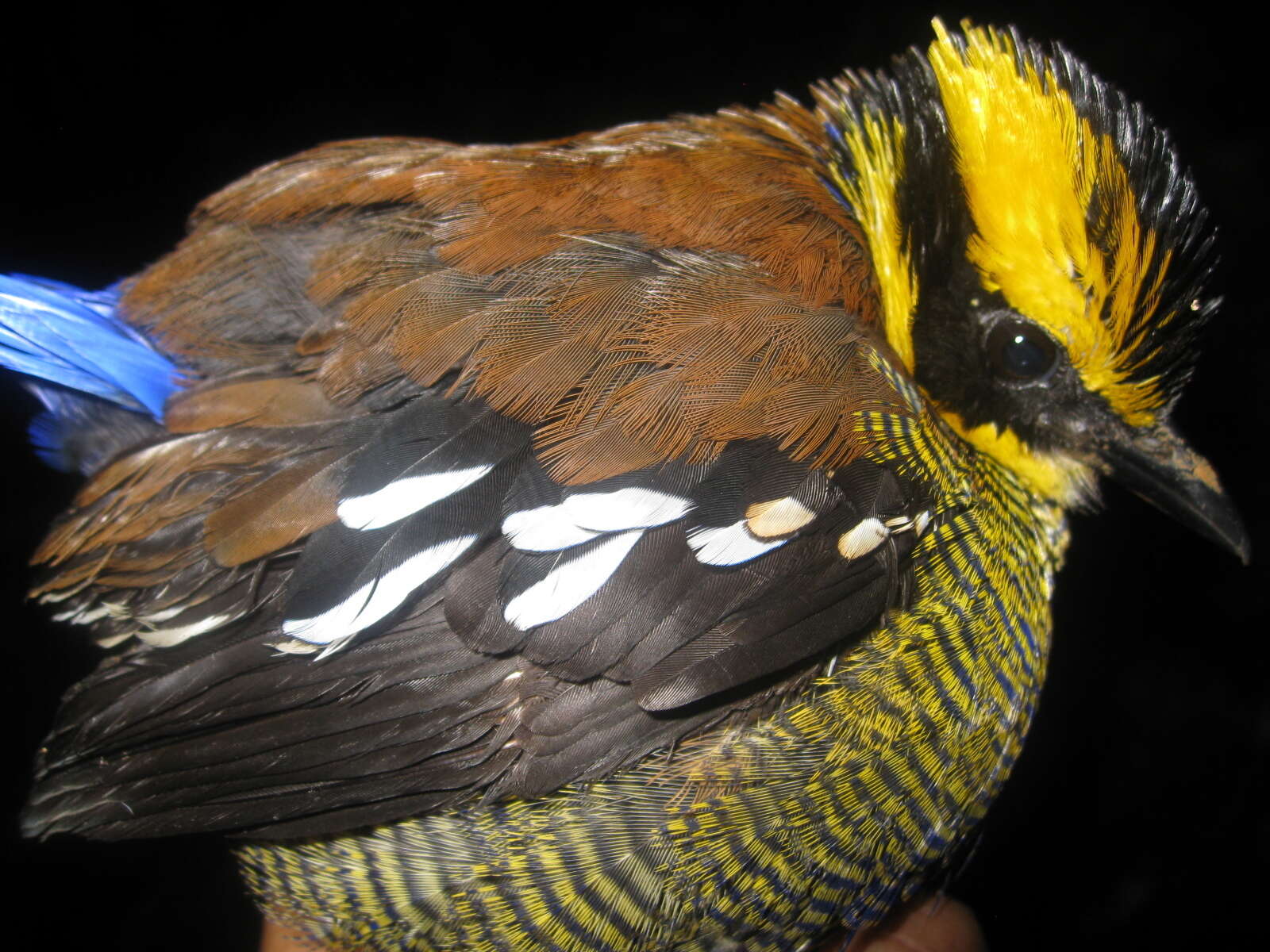 Image of Bornean Banded Pitta