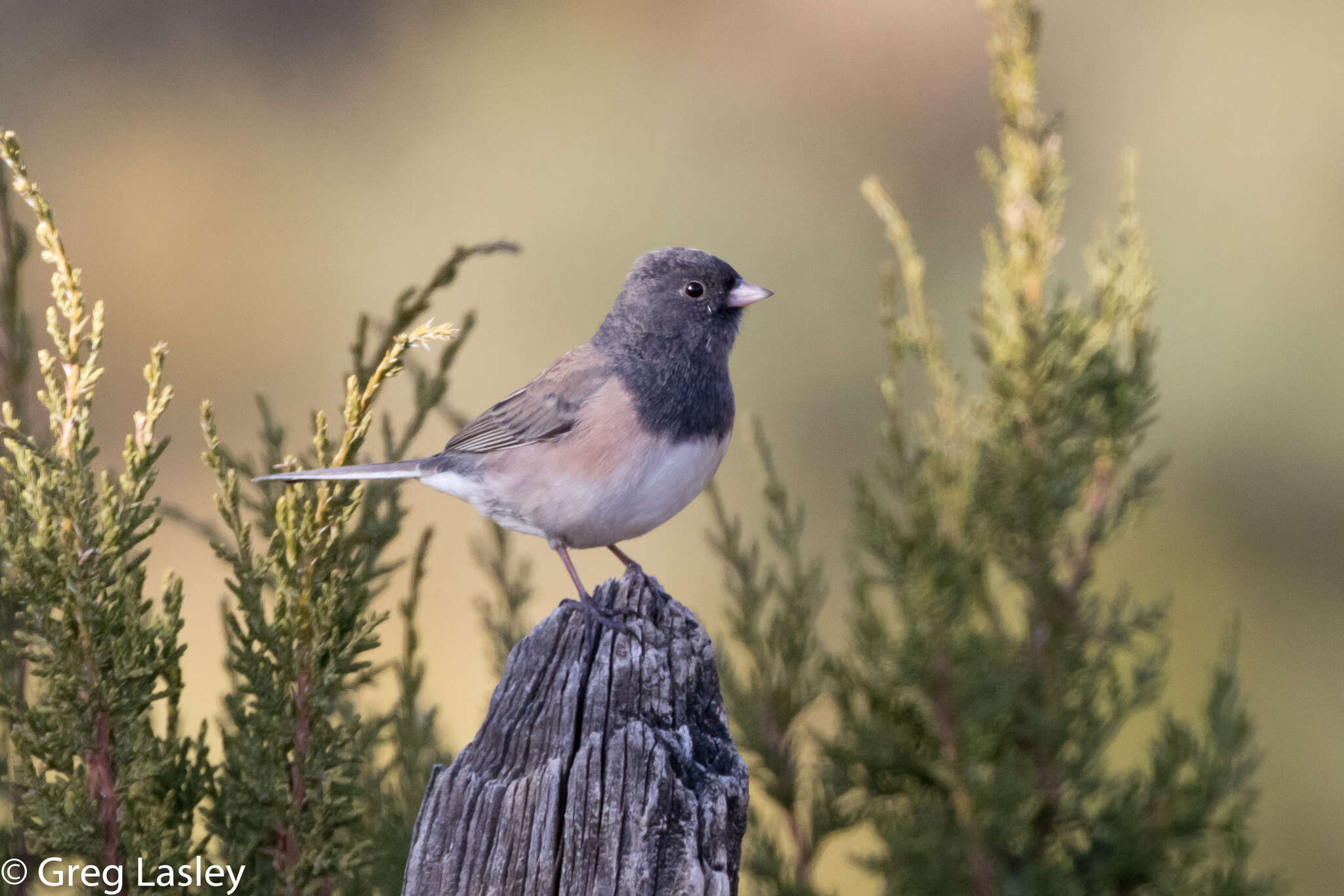 Image of Junco hyemalis mearnsi Ridgway 1897