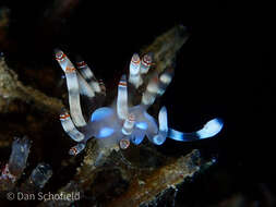 Image of Beautiful red-ring pastel slug