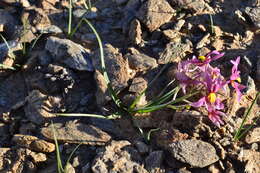 Image of Cyanella ramosissima (Engl. & Krause) Engl. & K. Krause