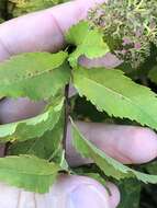 صورة Spiraea alba var. latifolia (Aiton) H. E. Ahles