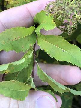 Image of Broad-Leaf Meadowsweet