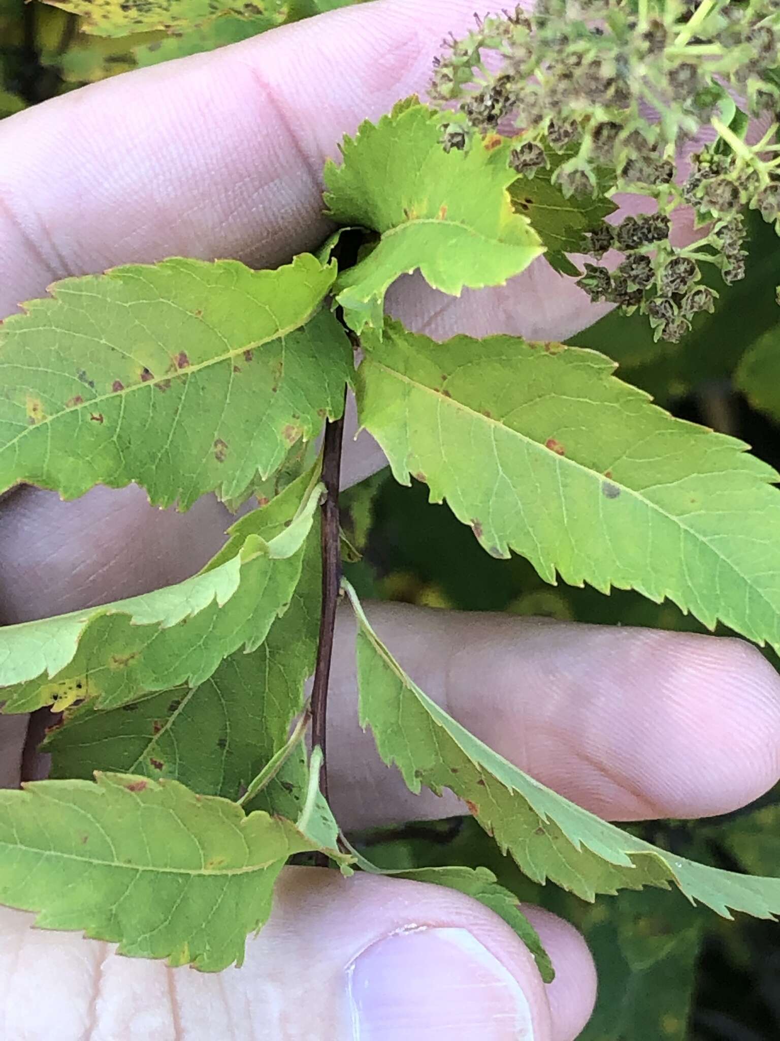 صورة Spiraea alba var. latifolia (Aiton) H. E. Ahles