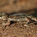 Image of African Clawed Gecko